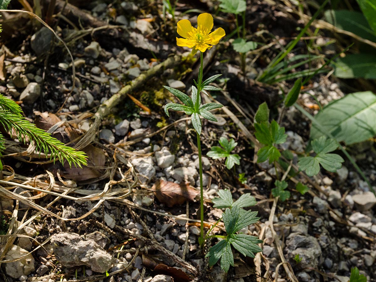 Habitus